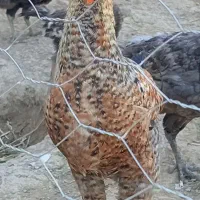 خروس جوان سالم، پابلند،