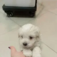 تریر بازیگوش|سگ|تبریز, |دیوار