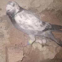 کبوتر