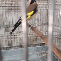 سهره نرمتولد قفس|پرنده|شهریار, شهرک امیریه|دیوار