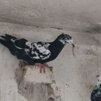 حیوانات مزرعه