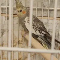 عروس هلندی 4ماهه