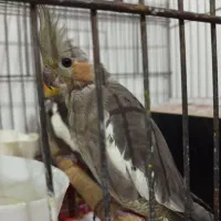 عروس هلندی خاکستری|پرنده|هشتگرد, هشتگرد قدیم|دیوار