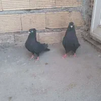 کبوتر  زاغ کاشونی فروش فوری|پرنده|لردگان, |دیوار