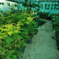 فروش گل گیاه|گل و گیاه طبیعی|بندر کنگان, |دیوار