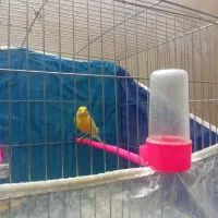 قناری نر|پرنده|نیشابور, دارایی|دیوار