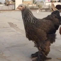 مرغ و خروس برهما اصل اصل|حیوانات مزرعه|اهواز, دغاغله|دیوار