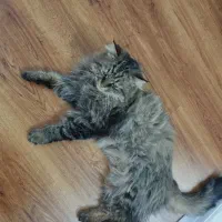 گربه پرشین|گربه|تبریز, |دیوار