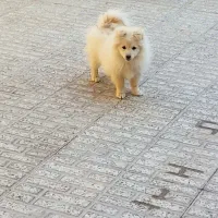 پامر عروسکی 4 ماهه|سگ|فولادشهر, A6|دیوار