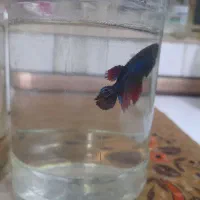 ماهی فایتر، گوپی و غذا|ماهی|تهران, تهرانسر شرقی|دیوار