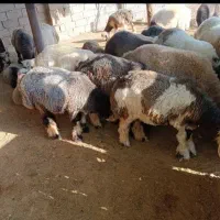 بره چاق