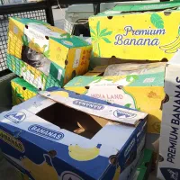 کارتون موز موجوده