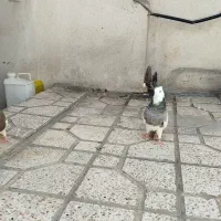 کبوتر طوقی معاوضه