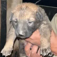 توله مالینیوز کیفیت بالا