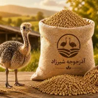 تولیدی دان پلت کنستانتره شترمرغ جوجه