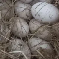 تخم نطفه‌دارقوغازسفید اوکراینی