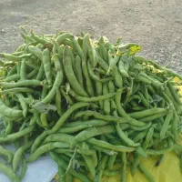 باقالی درشت و تازه