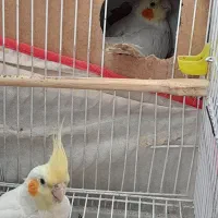 خریدوفروش پرنده