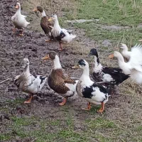 خروس مرغ|حیوانات مزرعه|رشت, حومه رشت|دیوار