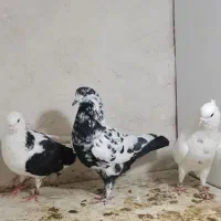 پرنده