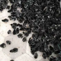 جوجه مرغ و خروس مرندی سیاه اصل(اصالت صددرصد)|حیوانات مزرعه|شیراز, احمدی جنوبی|دیوار