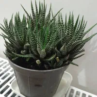 گلهای اپارتمانی|گل و گیاه طبیعی|گرگان, |دیوار