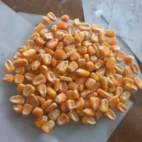 ذرت برزیل درجه یک|عمده‌فروشی|شیروان (خراسان), |دیوار