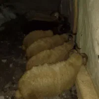 ۸ عدد گوسفند نر پروار چاق