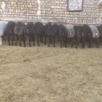 بر نر چاق و پای پروار|حیوانات مزرعه|تاکستان, |دیوار