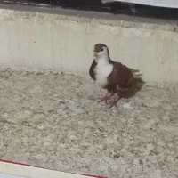 کفتر  صید رنگه