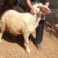 قوچ بزرگ موجوده