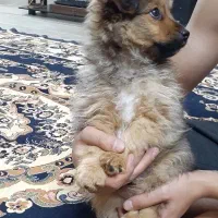 توله ۳ ماهه