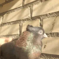 کفتر باخت رفته|پرنده|حسن آباد, |دیوار