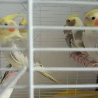 عروس هلندی ۳ماه تا۶ماه فروش|پرنده|سلمان‌شهر, |دیوار