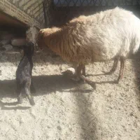 یک راس میش زاییده|حیوانات مزرعه|رضویه, |دیوار