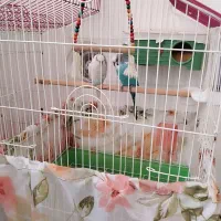 یک جفت مرغ عشق بالغ با قفس و لوازم