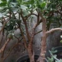 فروش گلهای آپارتمانی|گل و گیاه طبیعی|شلمان, |دیوار