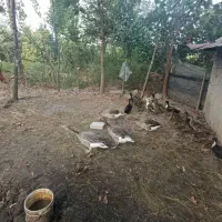 1000مترمربع کامل مسکونی با پروانه امتیازهانصب|فروش زمین و ملک کلنگی|شفت, |دیوار