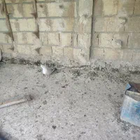 کبوتر کفتر ماده مخمل طاووسی|پرنده|شیراز, فرودگاه شهید دستغیب شیراز|دیوار