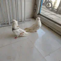 کبوتر نوک قنار