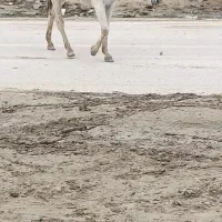 الاغ نر ماده آبستن