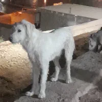 وا گذاری سگ ۲ سال خانه گی