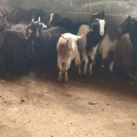 بزغاله ماده شیر مست|حیوانات مزرعه|قائم‌شهر, |دیوار