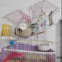 کوتوله برزیلی معاوضه با عروس هلندی|پرنده|تفتان, |دیوار