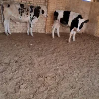 گوساله نر|حیوانات مزرعه|مرودشت, تخت جمشید|دیوار