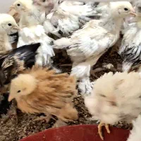 جوجه مرغ برهما،کوشین،گردن‌لخت از مولدهای خالص|حیوانات مزرعه|رودشت (اصفهان), |دیوار