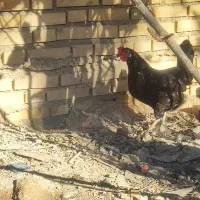 مرغ عربی