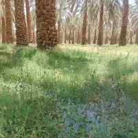 اجاره باغ خرما