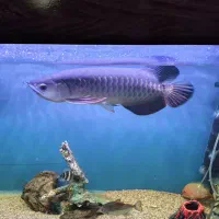 آروانا های بک بلو بیس|ماهی|تهران, افسریه جنوبی|دیوار