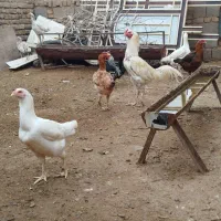 تخم مرغ لاری فروشی